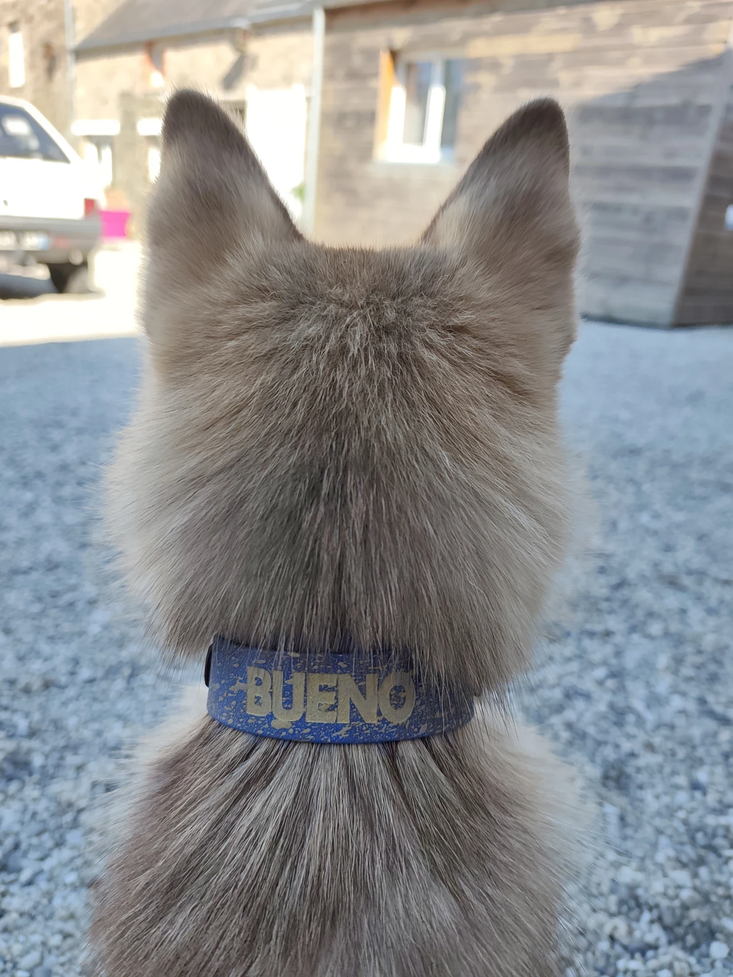 Bueno et son collier, photographié de dos