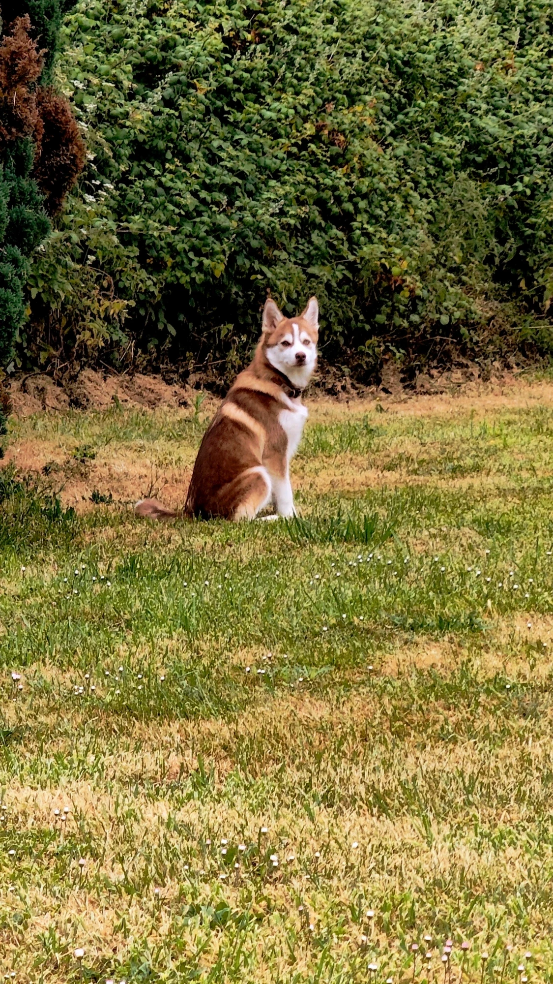 Bueno assis dans le jardin devant la haie